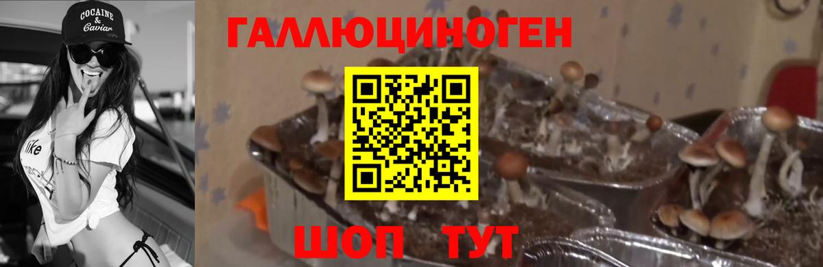 Орск  Галлюциногенные грибы Psilocybine cubensis  Вход с VPN 